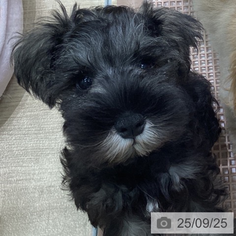 ミニチュア・シュナウザーの写真