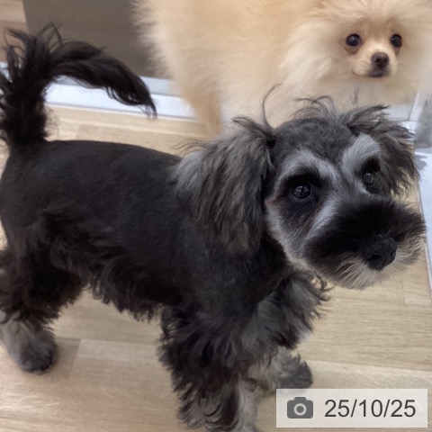 ミニチュア・シュナウザーの写真