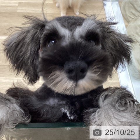 ミニチュア・シュナウザーの写真