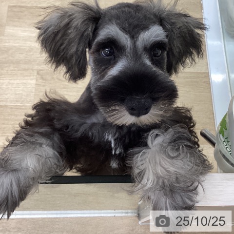 ミニチュア・シュナウザーの写真