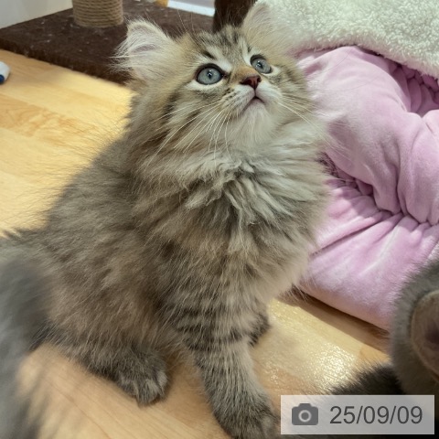 ペルシャの写真