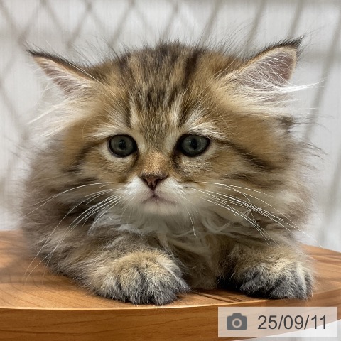 ペルシャの写真