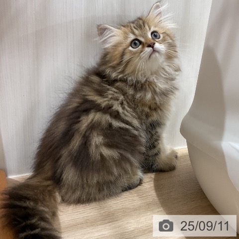ペルシャの写真