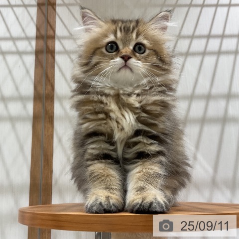 ペルシャの写真