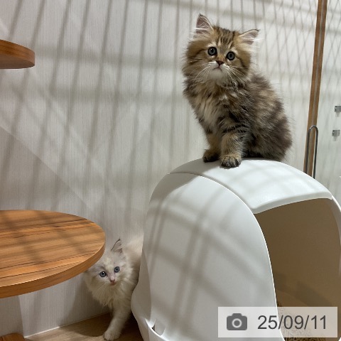 ペルシャの写真