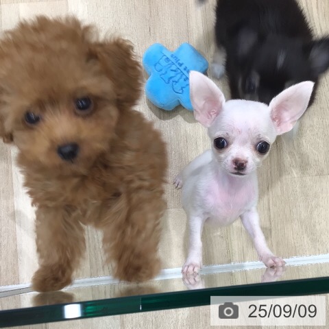 チワワの写真