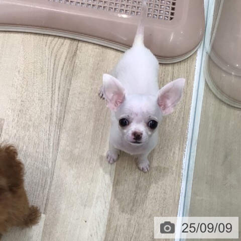 チワワの写真