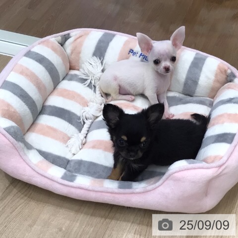 チワワの写真