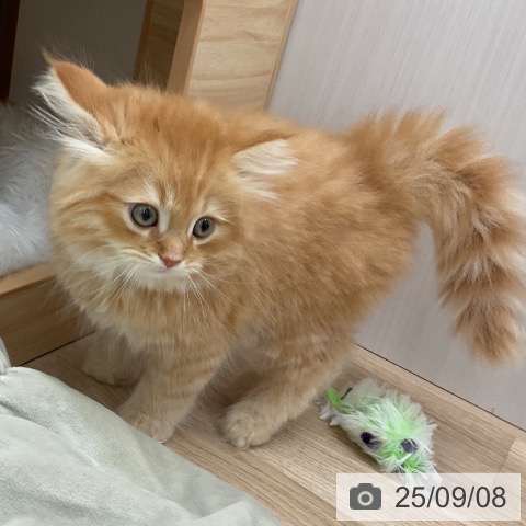 サイベリアンの写真