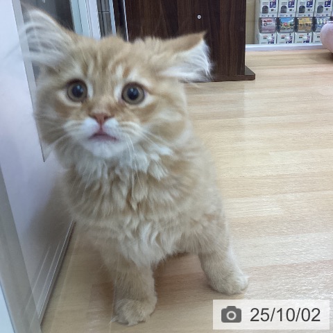 サイベリアンの写真