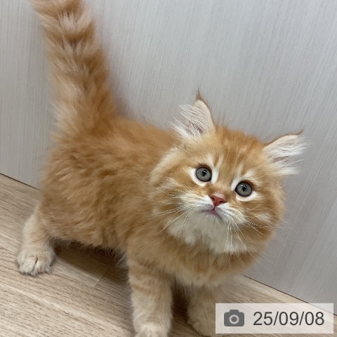 サイベリアンの写真