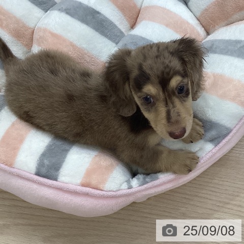ミニチュア・ダックスフンドの写真
