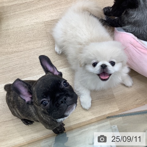 フレンチ・ブルドッグの写真