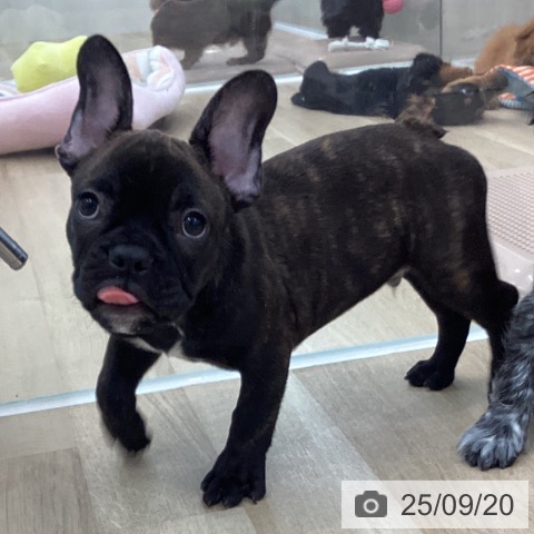 フレンチ・ブルドッグの写真