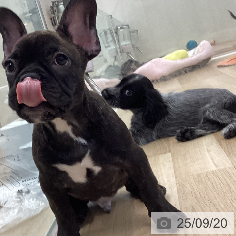 フレンチ・ブルドッグの写真