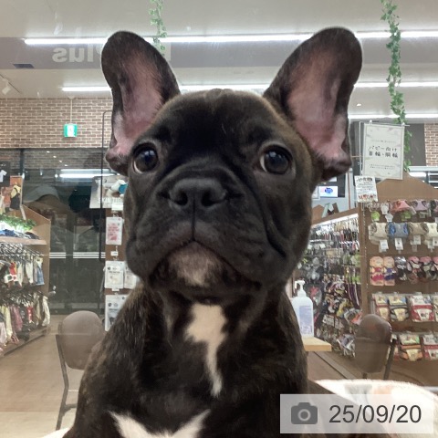 フレンチ・ブルドッグの写真