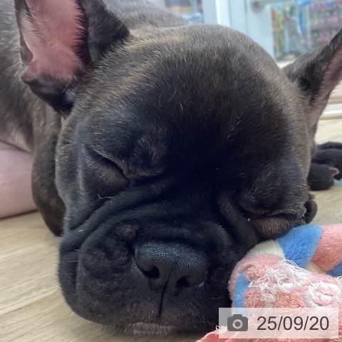 フレンチ・ブルドッグの写真