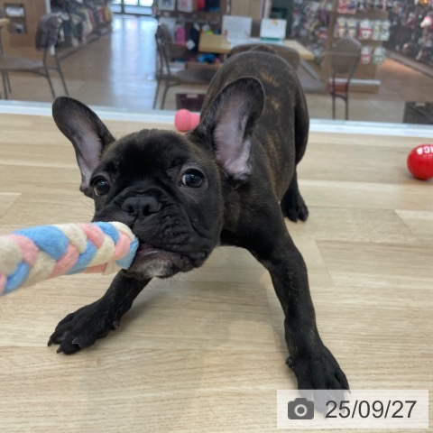 フレンチ・ブルドッグの写真