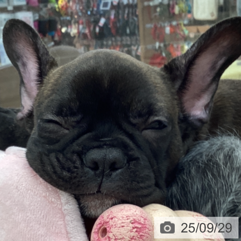 フレンチ・ブルドッグの写真