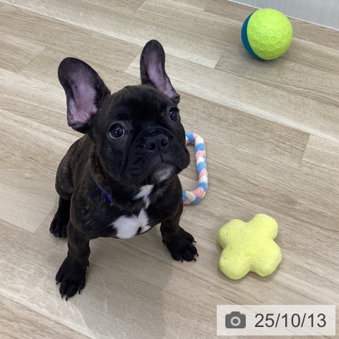 フレンチ・ブルドッグの写真