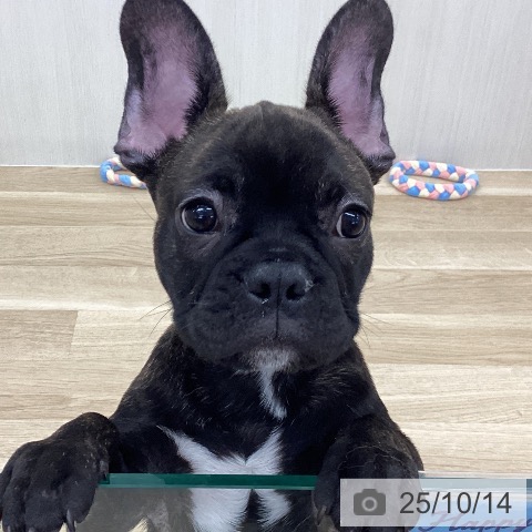 フレンチ・ブルドッグの写真