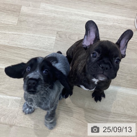 フレンチ・ブルドッグの写真