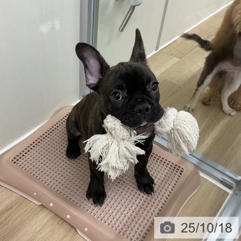 フレンチ・ブルドッグの写真