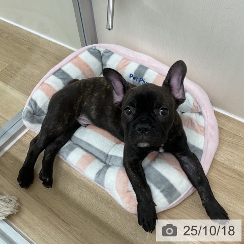 フレンチ・ブルドッグの写真