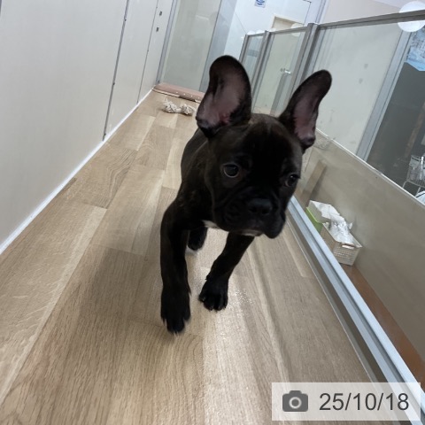 フレンチ・ブルドッグの写真