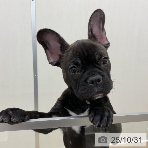 フレンチ・ブルドッグの写真