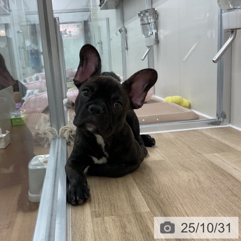 フレンチ・ブルドッグの写真