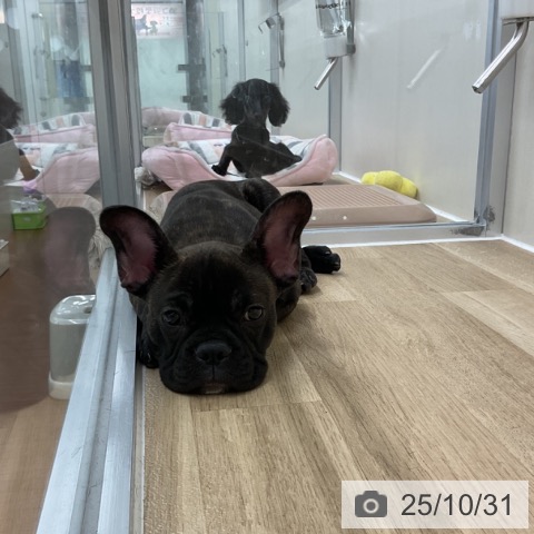 フレンチ・ブルドッグの写真