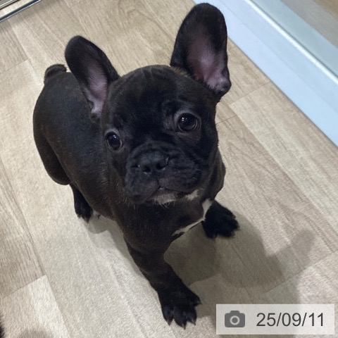 フレンチ・ブルドッグの写真