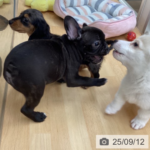 フレンチ・ブルドッグの写真