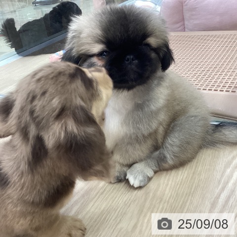 ペキニーズの写真