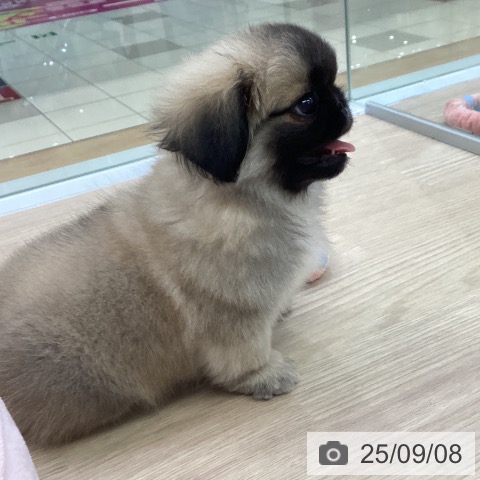 ペキニーズの写真
