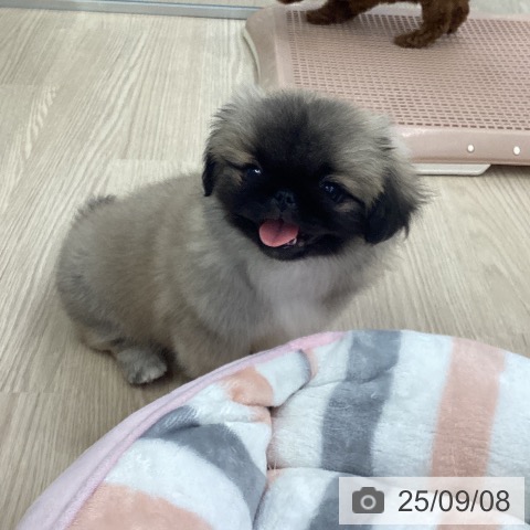 ペキニーズの写真