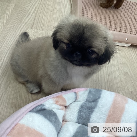 ペキニーズの写真