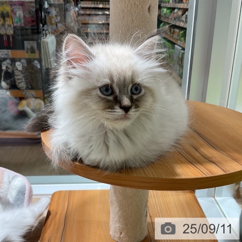 サイベリアンの写真