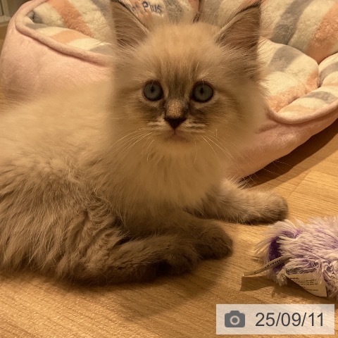 サイベリアンの写真