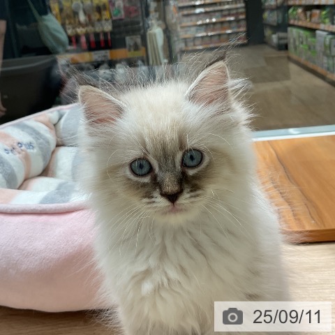 サイベリアンの写真
