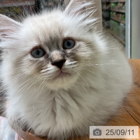 サイベリアンの写真