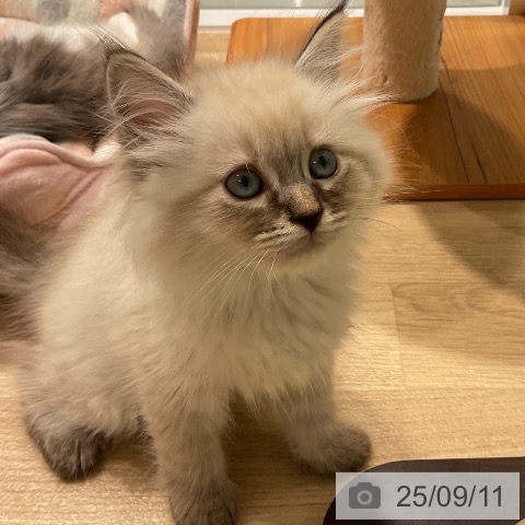 サイベリアンの写真