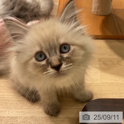サイベリアンの写真