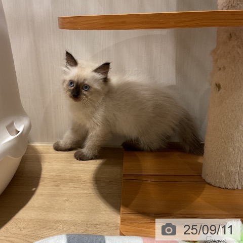 サイベリアンの写真
