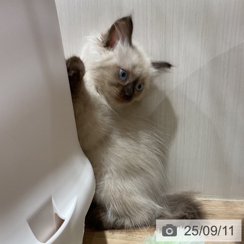 サイベリアンの写真