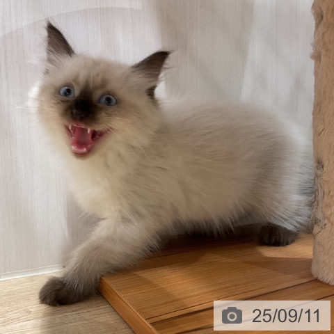 サイベリアンの写真