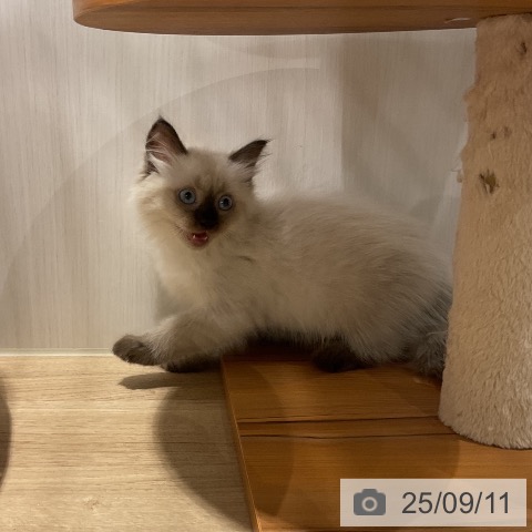 サイベリアンの写真