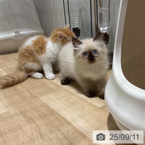 サイベリアンの写真