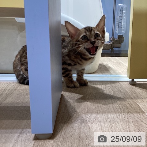 ベンガルの写真